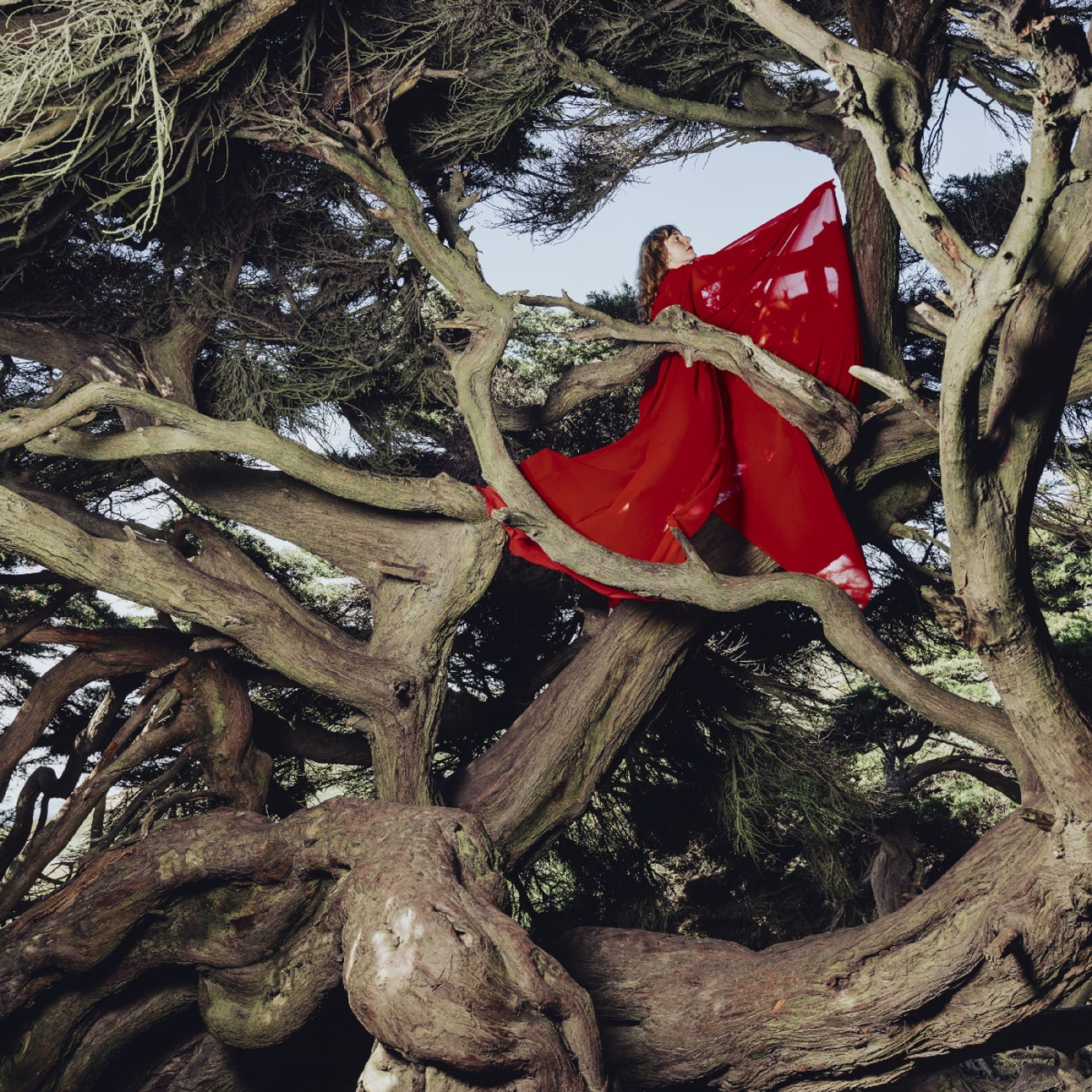 E-shop Hannah Frances - Nested In Tangles LP